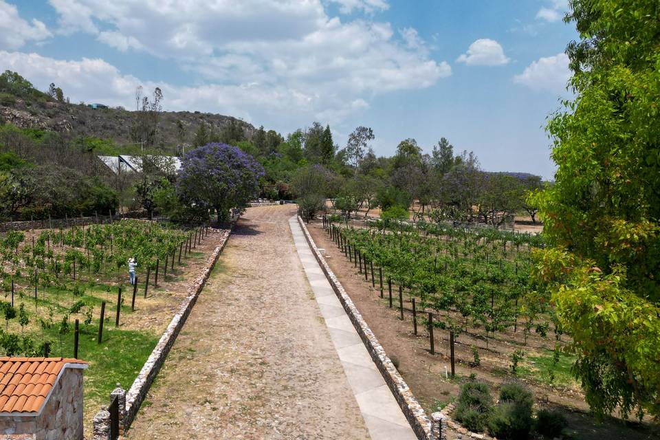 Cásate en un viñedo