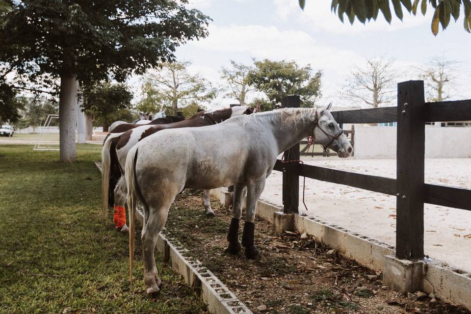 La Casa de los Caballos