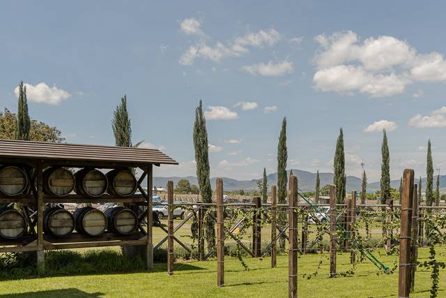 Viñedo Santo Domingo