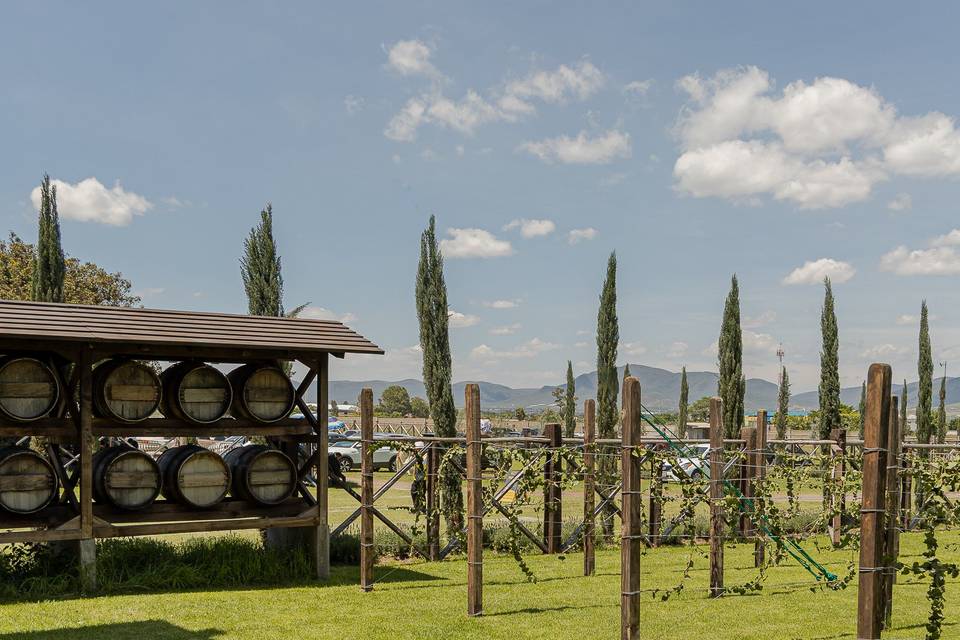 Viñedo Santo Domingo