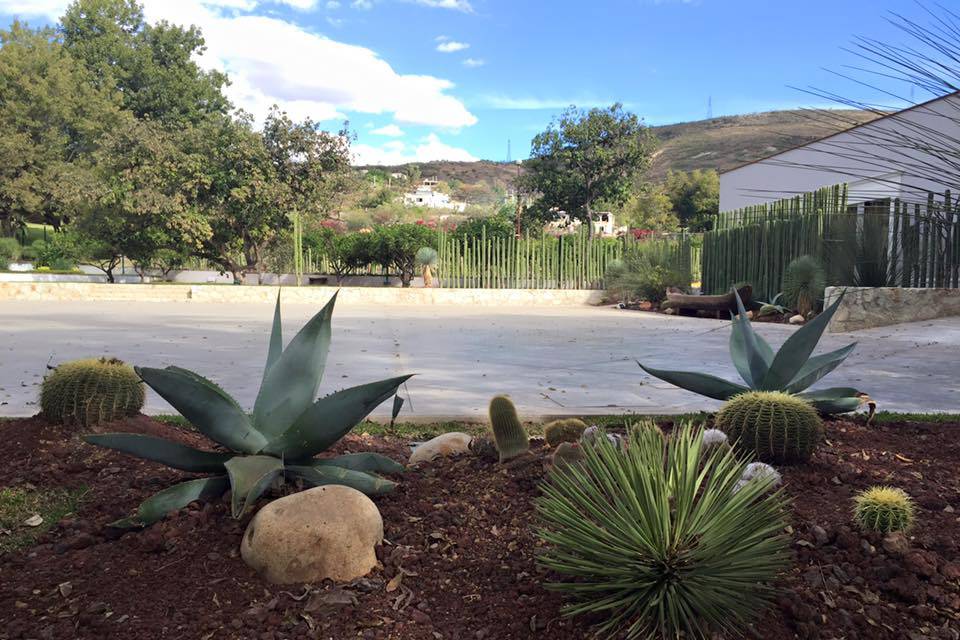 Jardín de cactus endémicos