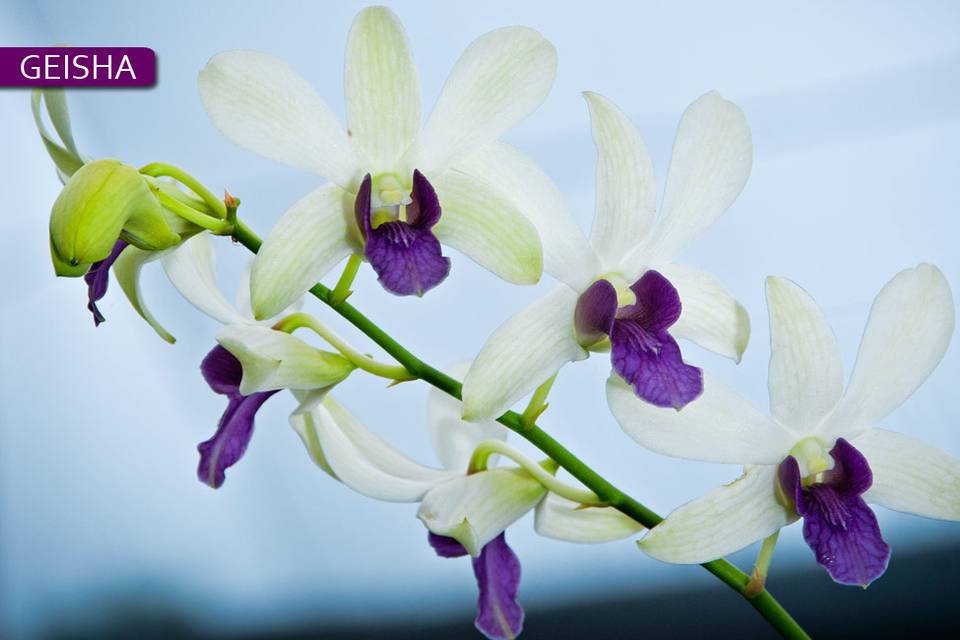 Orquidea Geisha