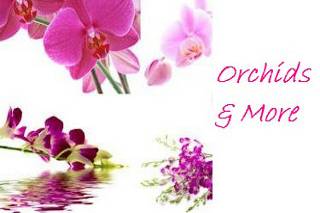 Orchids & More logo