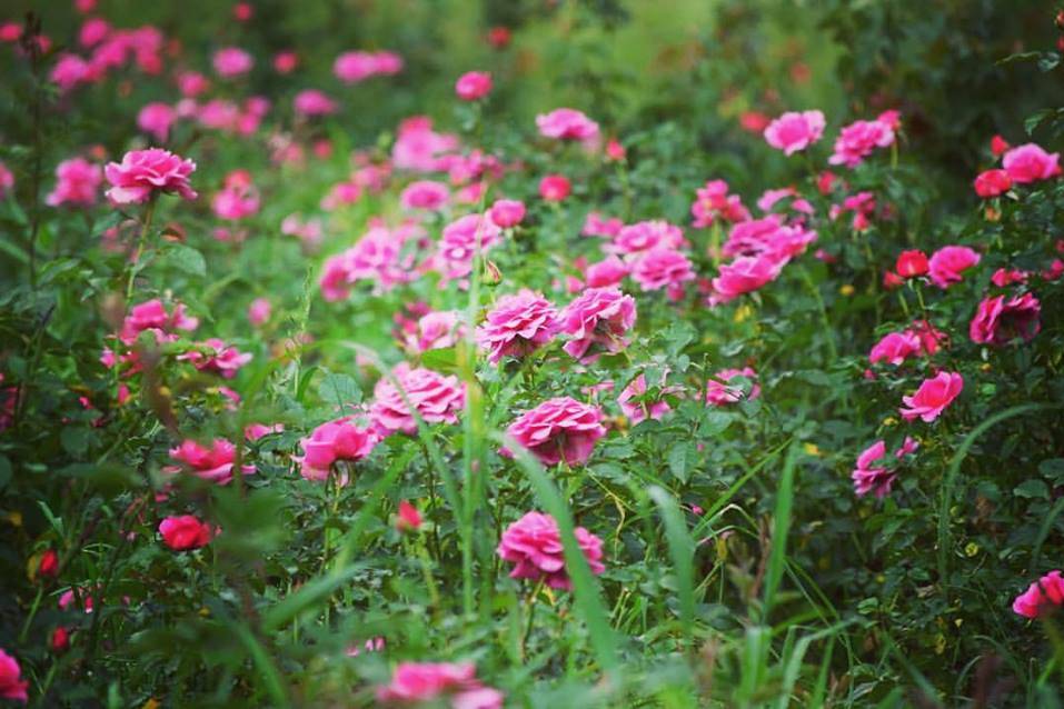 Productores de rosas