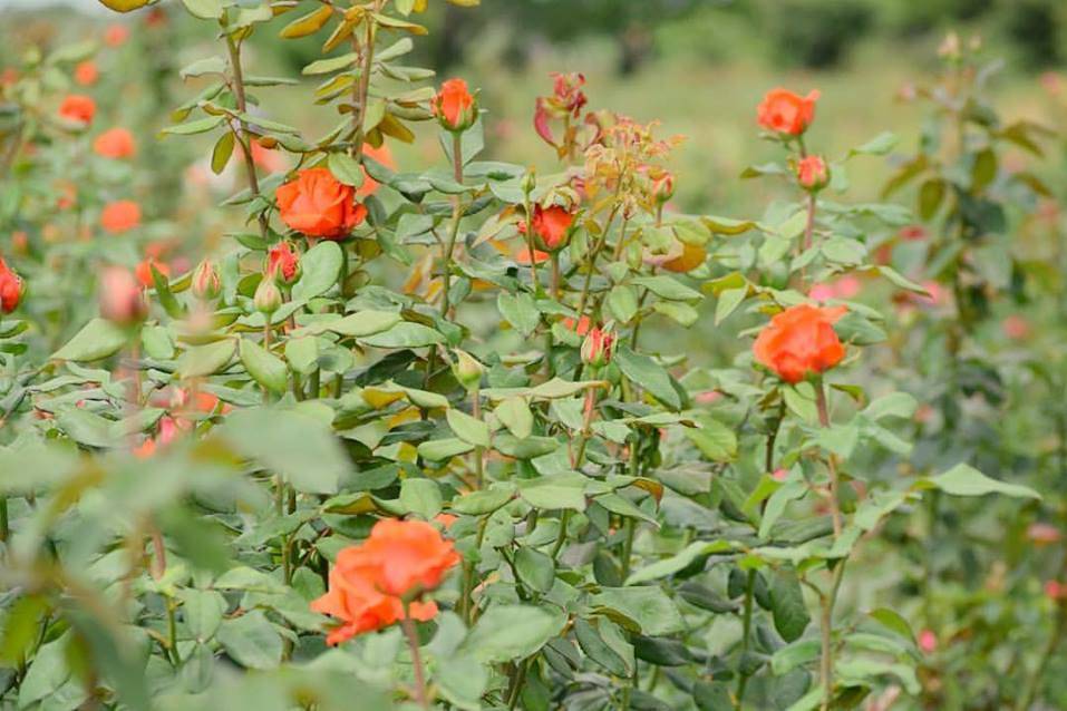 Productores de rosas