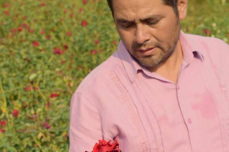 Productores de rosas