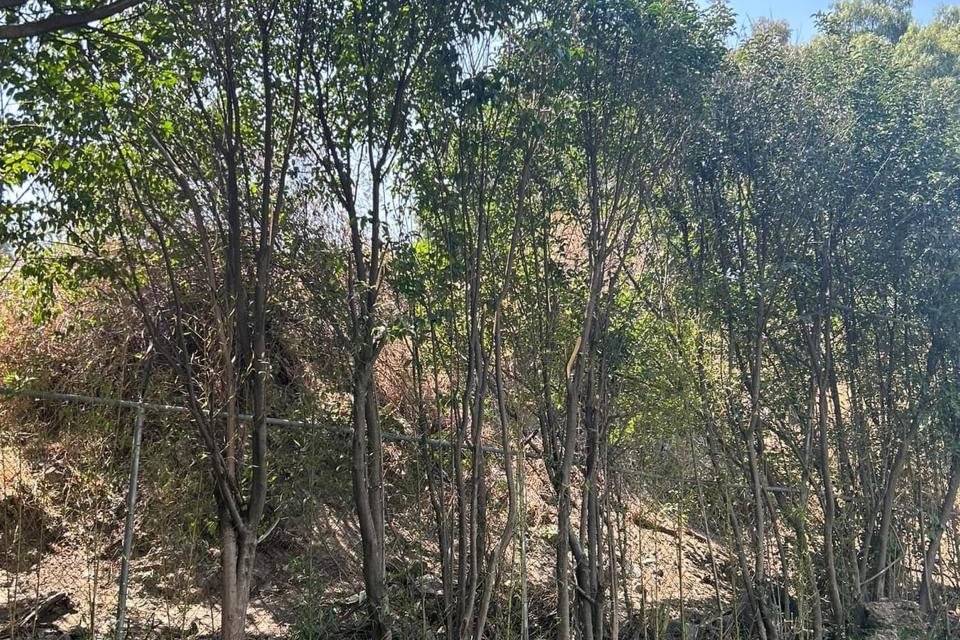 Areas Verdes