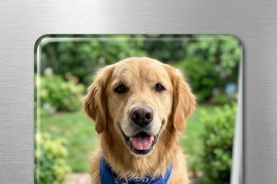 Esa mascota especial