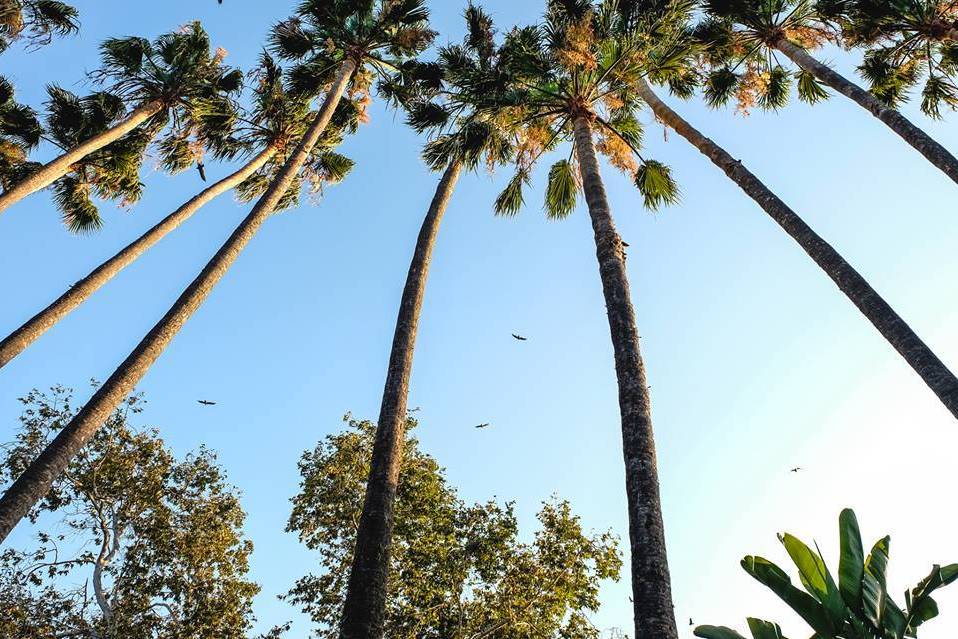 Palmeras alrededor patio