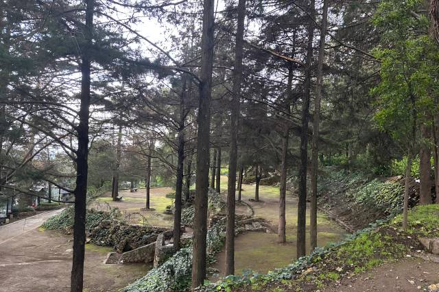 Woodscape