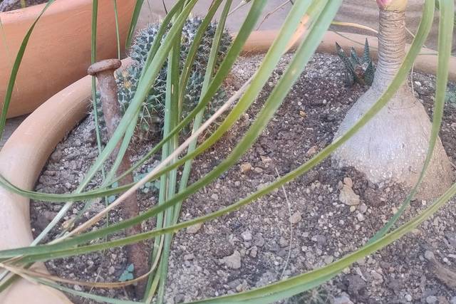 Vegetación endémica