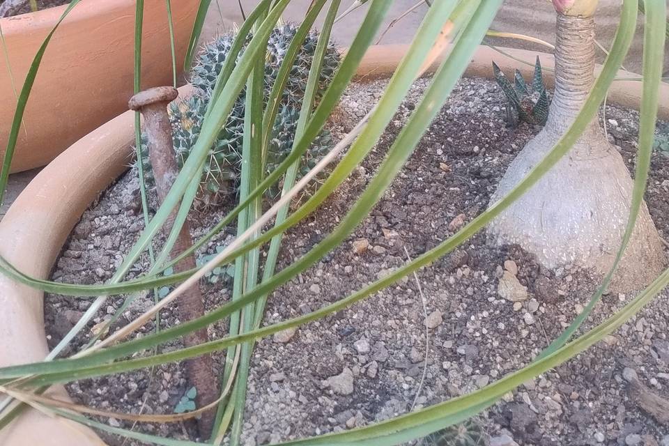 Vegetación endémica