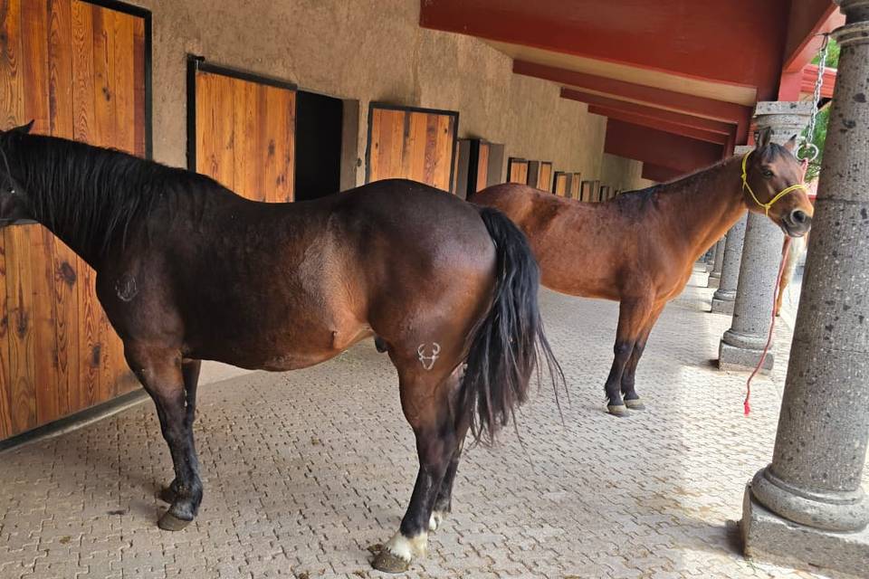 Caballos