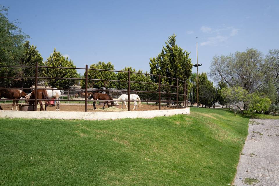 Caballos