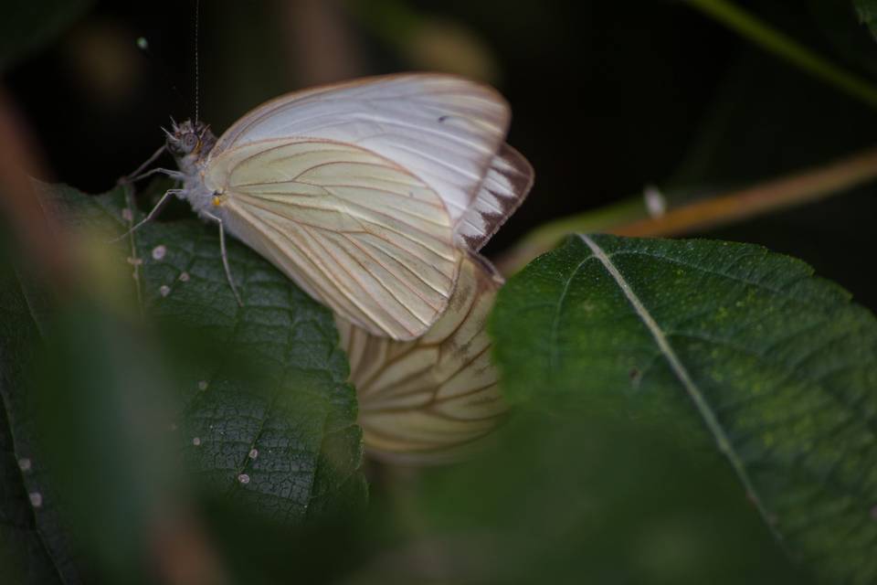 Pareja de mariposas