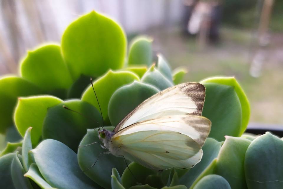Mía Mariposa