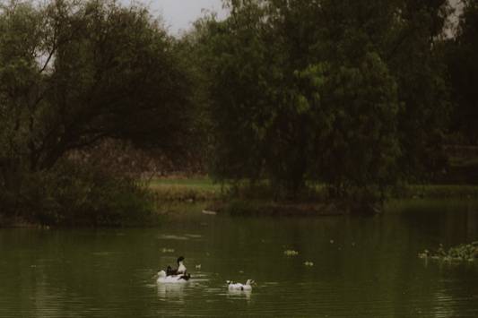Patos
