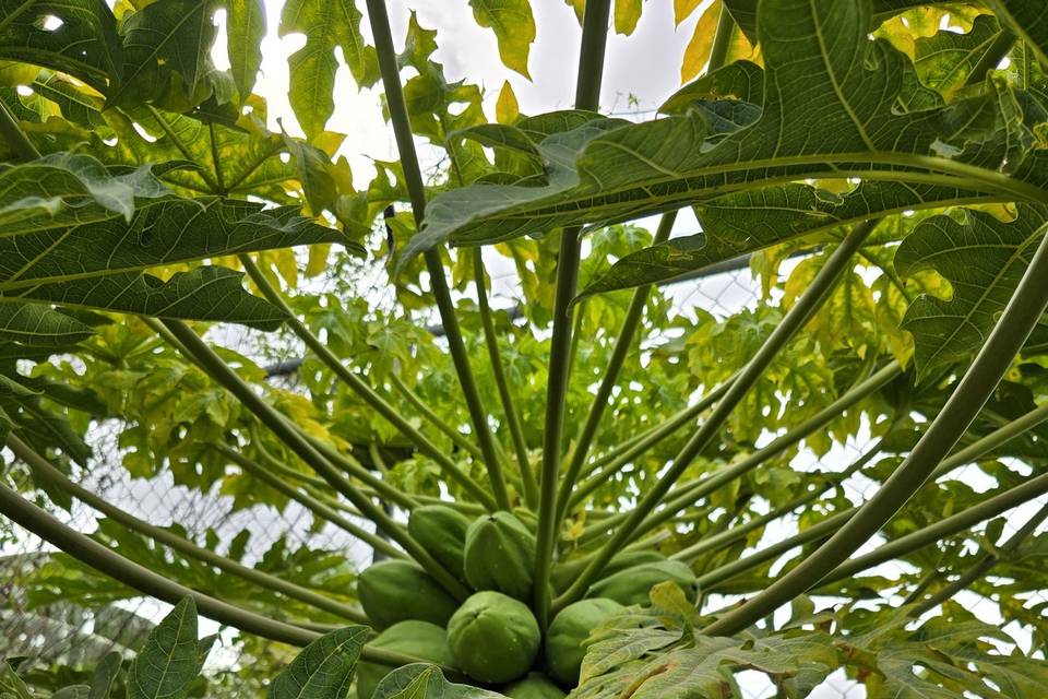 Vegetación