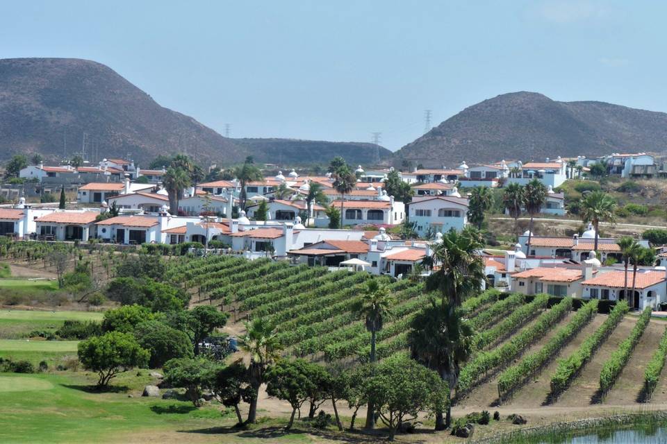 Viñedo