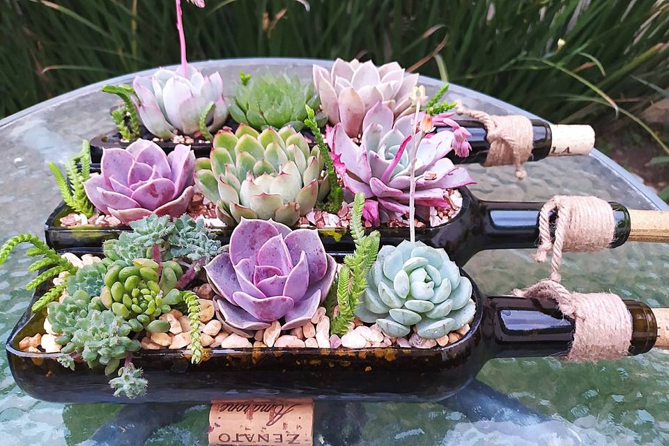 Succulent House