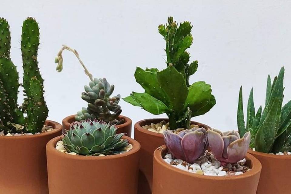 Succulent House