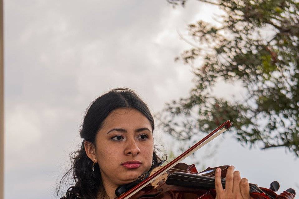 Viola