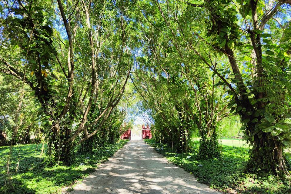 Entrada bajo árboles