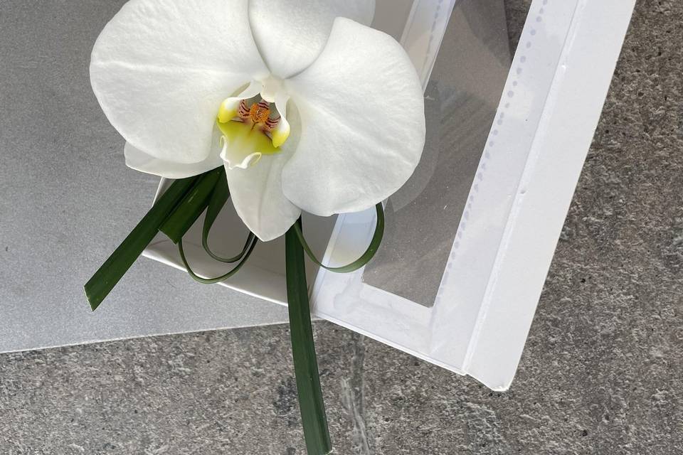 Boutonier de orquídea