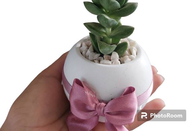 Maceta mediana con suculenta
