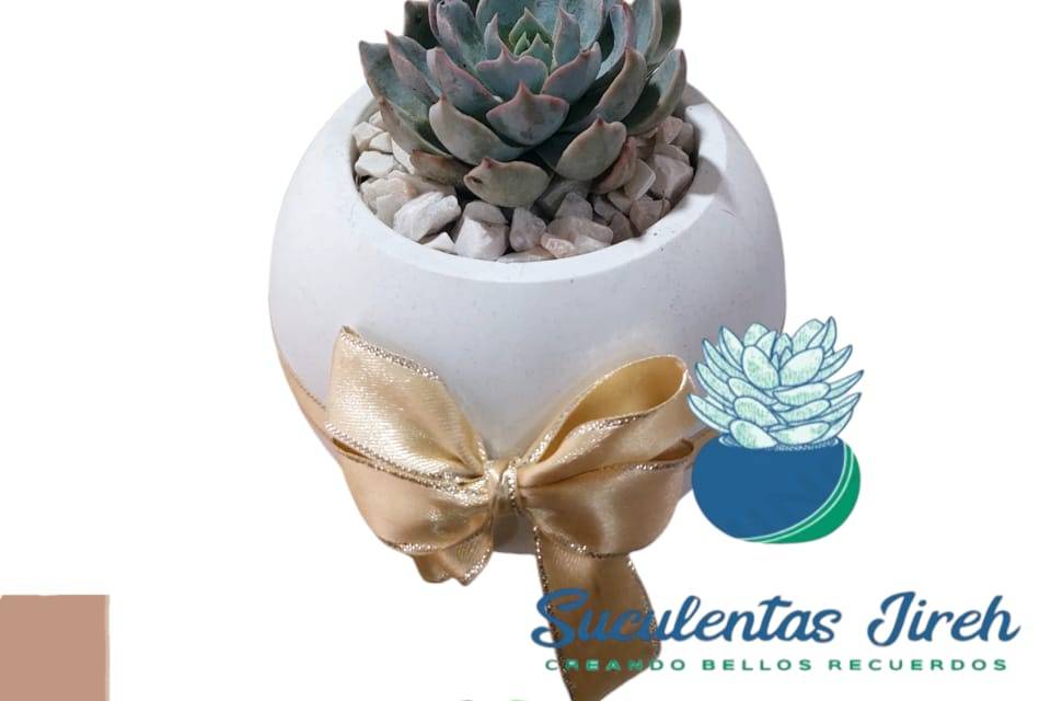 Maceta grande con suculenta