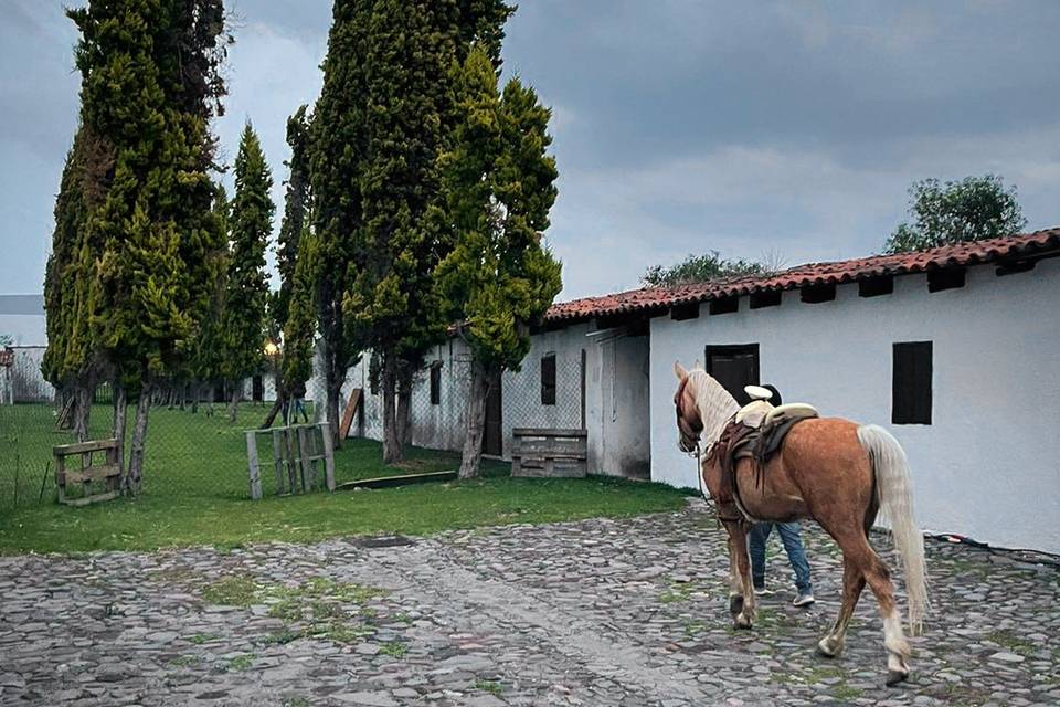 Paso hacia el jardín borregos