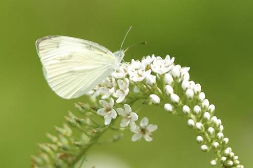 Imago Guadalajara