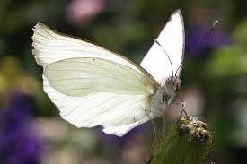 Mariposas leptophobia aripa