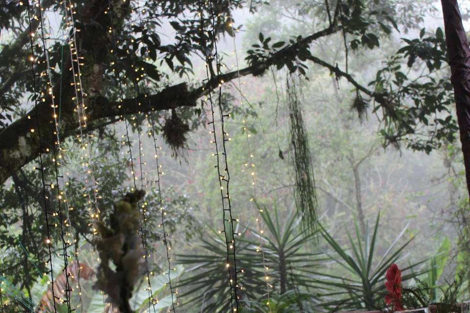 Bosque de niebla