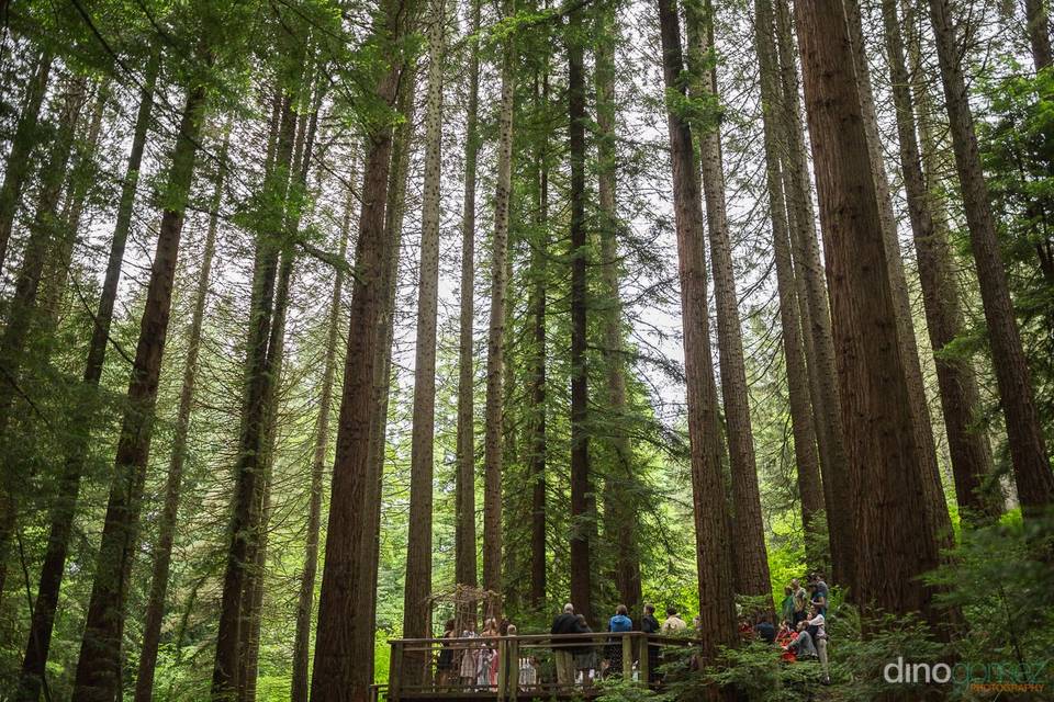 Ceremonia en un bosque