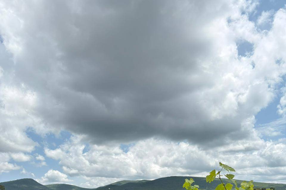 Viñedo