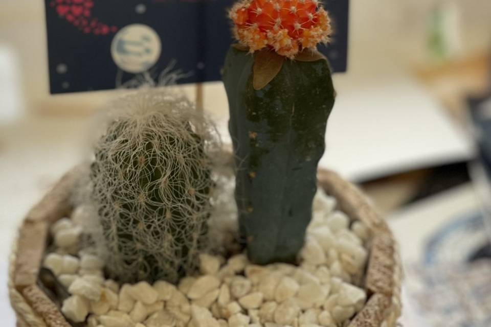 Arreglo cactus/madera