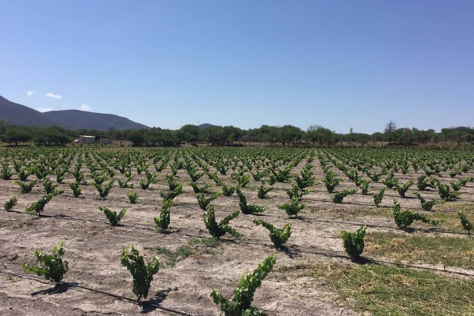 Hacienda La Solariega