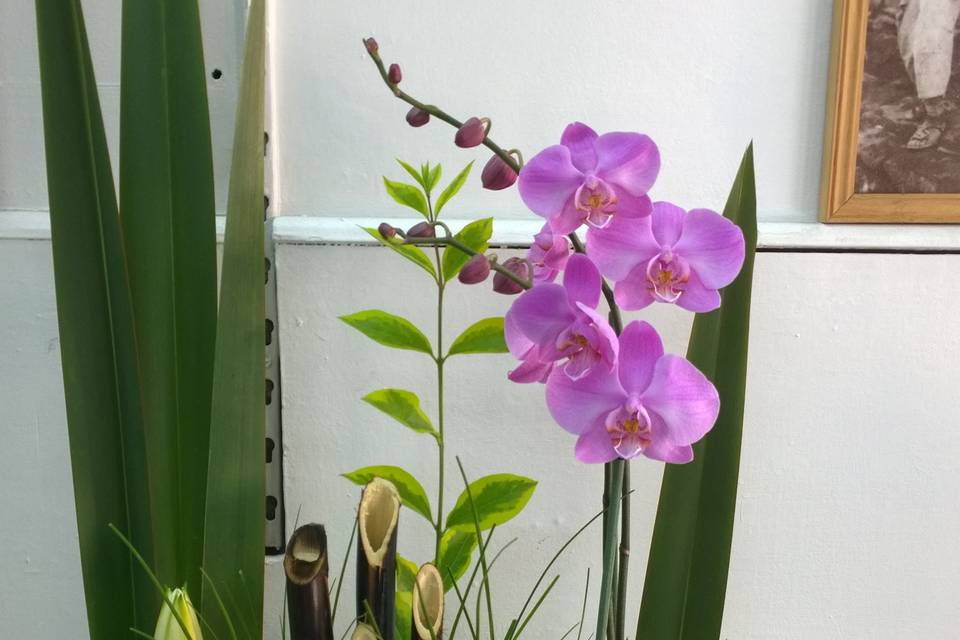 Arreglo orquidea rosa