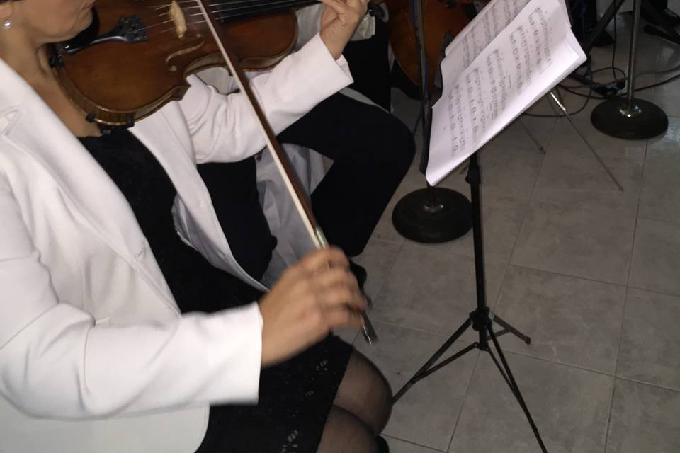 Violines Amadeus Classic