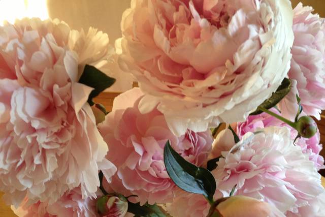 Peonies