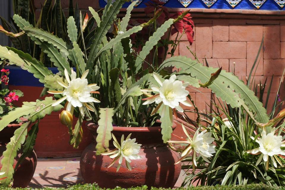 Hacienda de Cortes