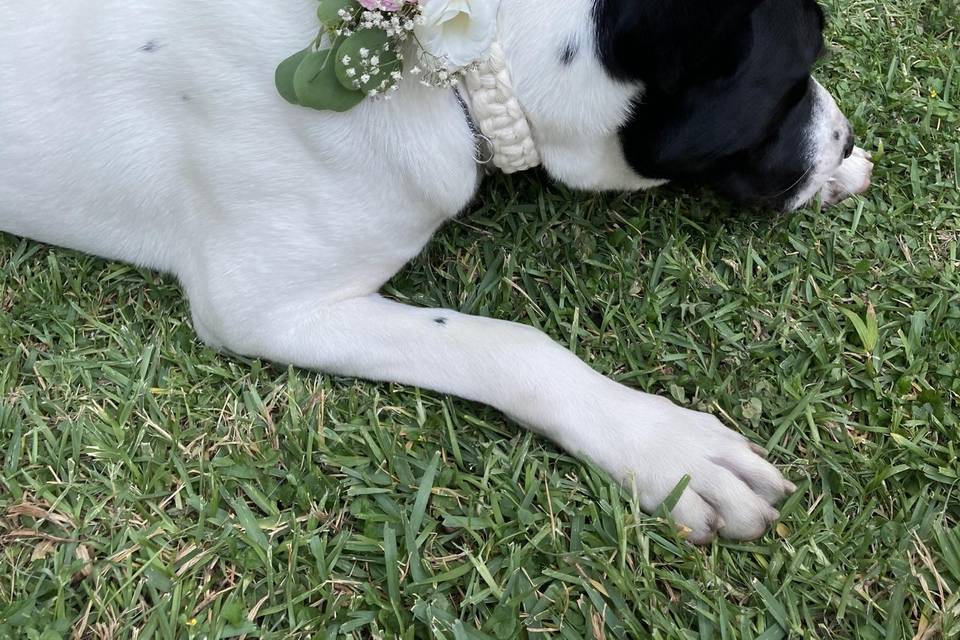 Flores personalizadas