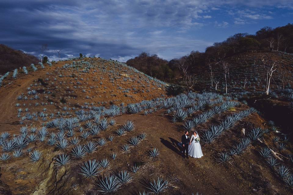 Agaves