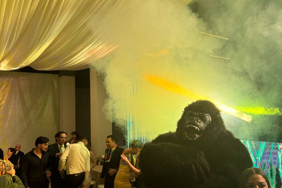 Gorila show