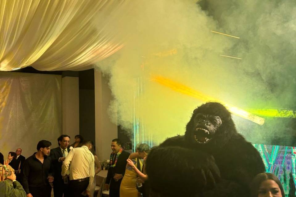 Gorila show