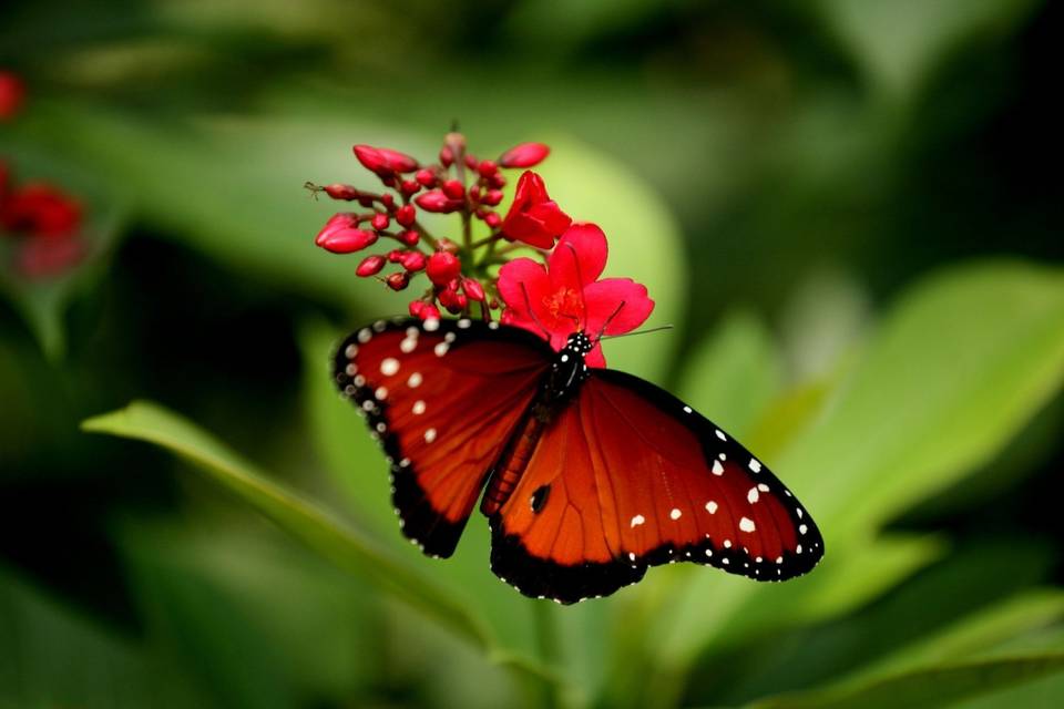 Mariposa reina