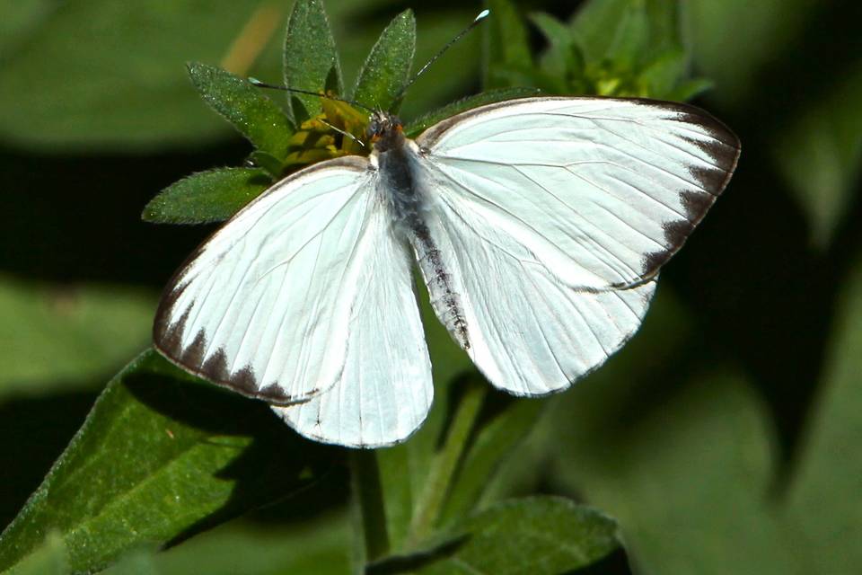 Mariposa blanca