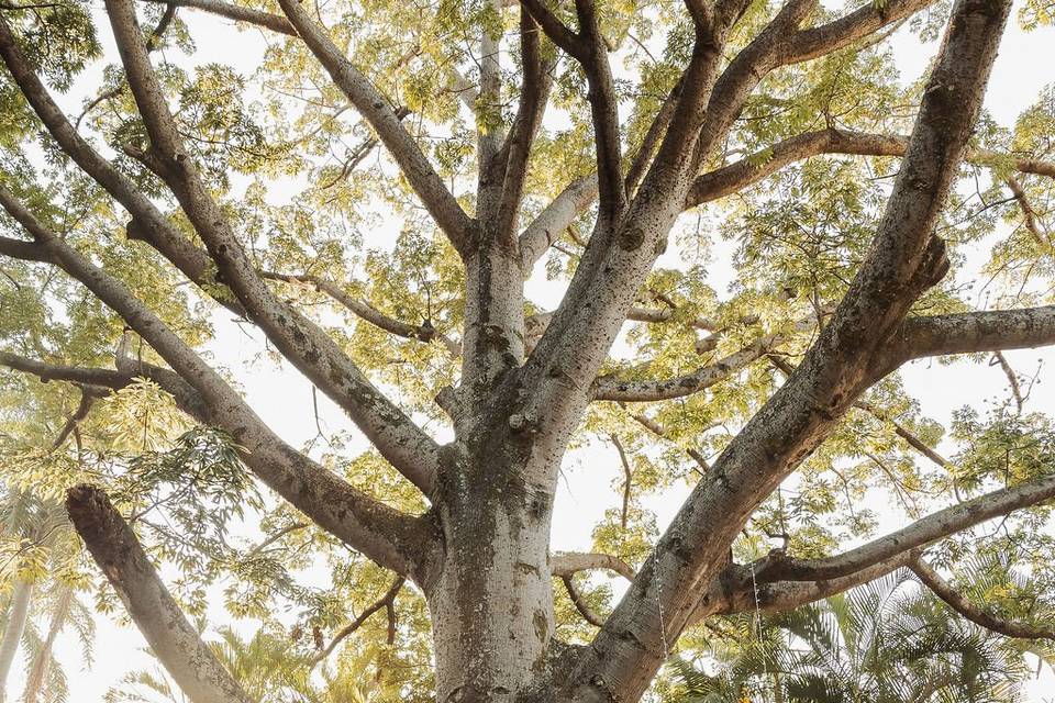 Boda Extranjera Sezma&Clay