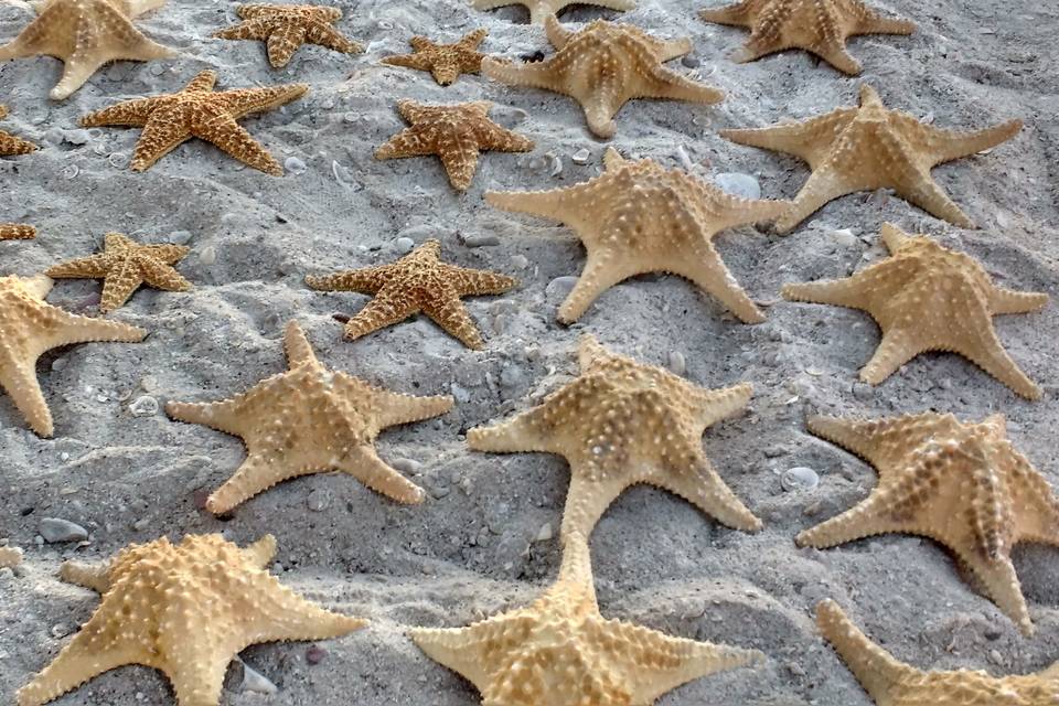 Arreglo de estrellas de mar